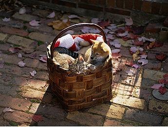 《战争机器人射击模拟器》steam发售 深空史诗战斗